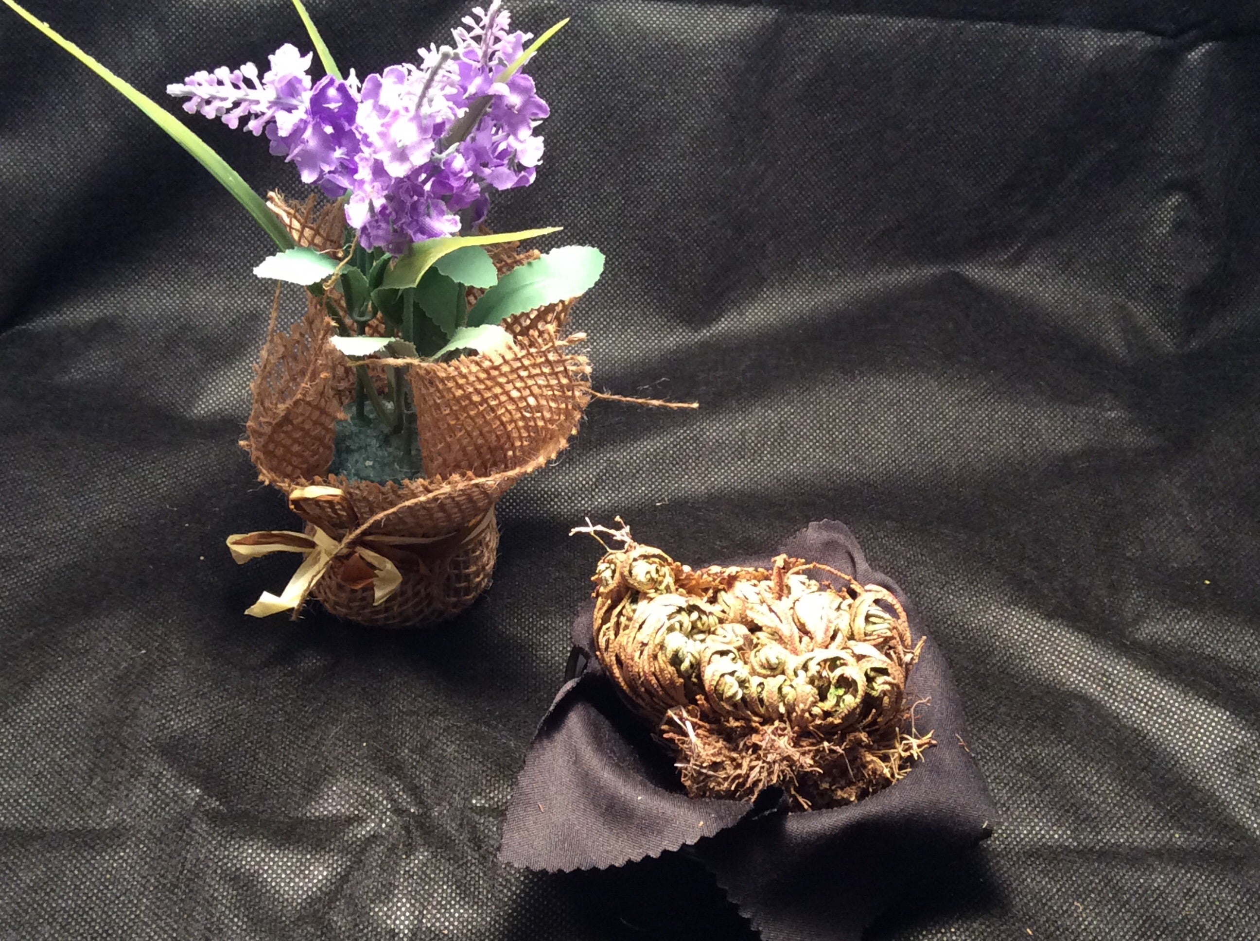 Small Jericho Flower